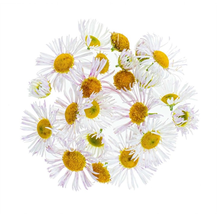 Kamillenblüten, geschnitten – 3 g – Seifenzusatz & Badekugeln