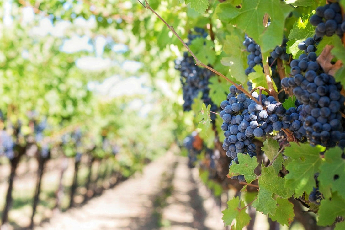 Titel: „Wein selber machen – Dein DIY-Weinset für den perfekten Genuss“ - Craftguru