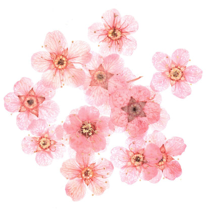 Füllmaterial Trockenblumen Rosa 15 Stück