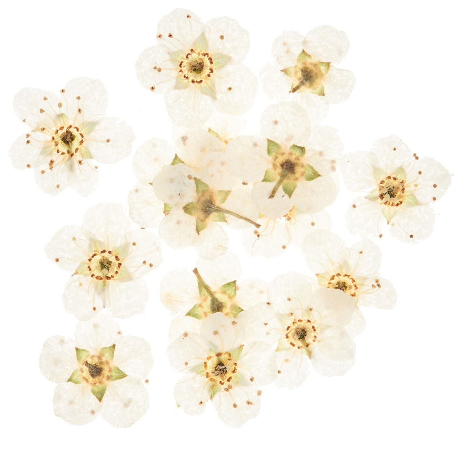 Füllmaterial für Resin Trockenblumen Weiß 15 Stück - Craftguru
