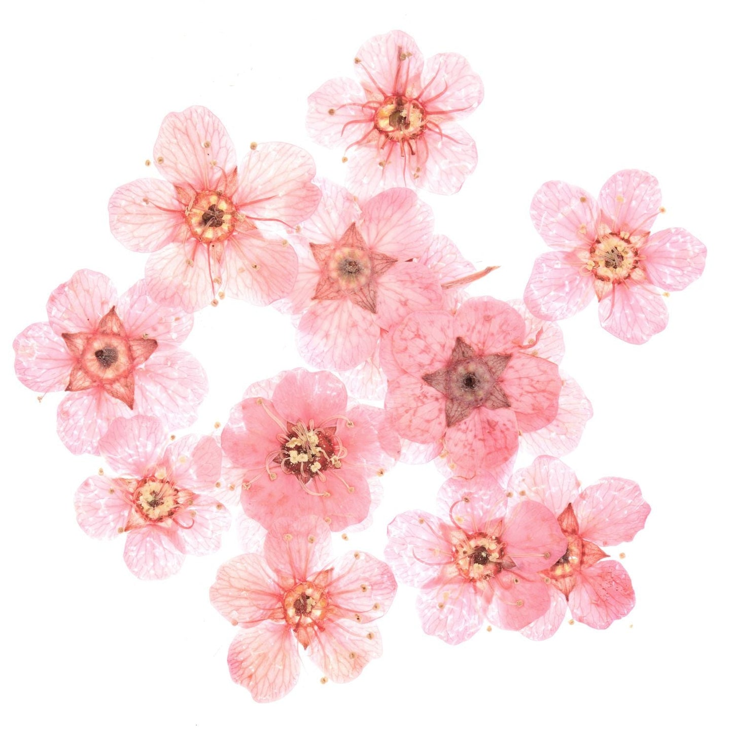 Füllmaterial Trockenblumen Rosa 15 Stück - Craftguru